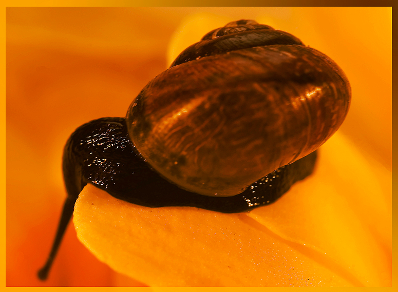 schnecke 4