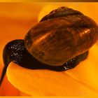 schnecke 4