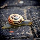 Schnecke