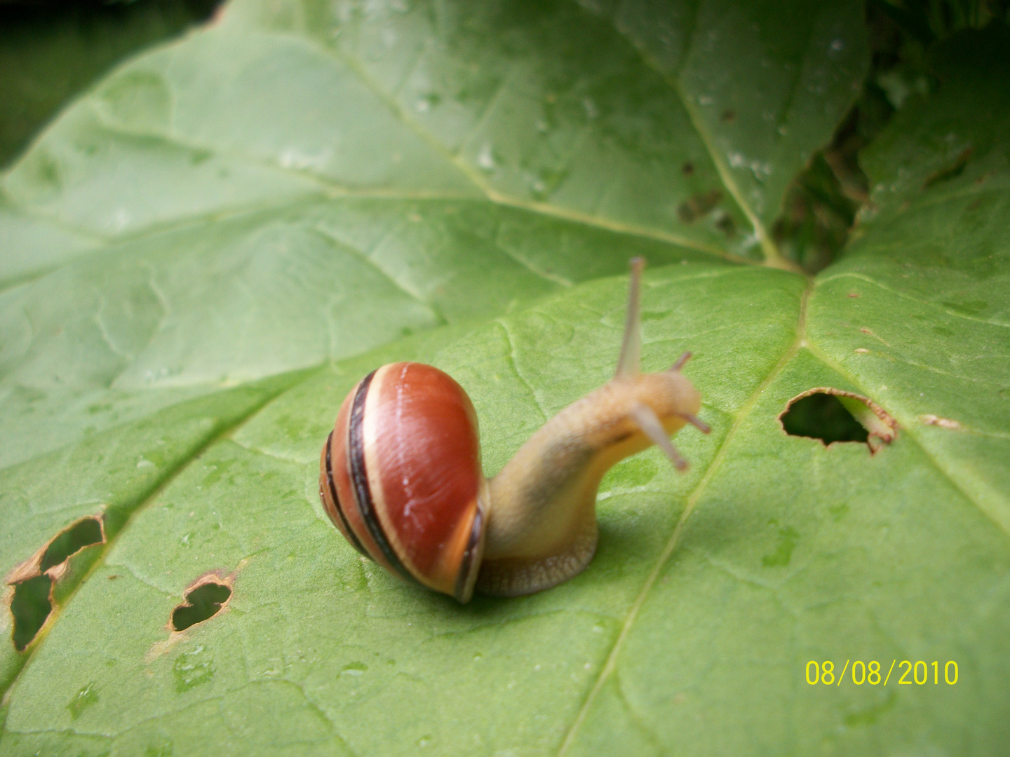 schnecke