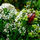 Schnecke, . . .