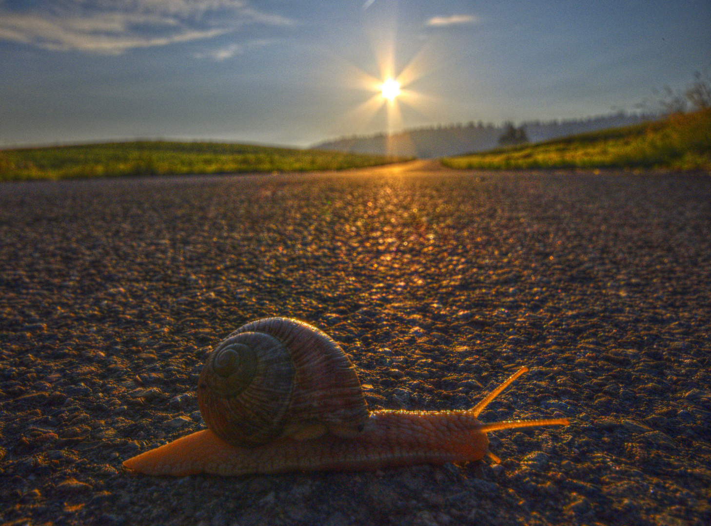 schnecke