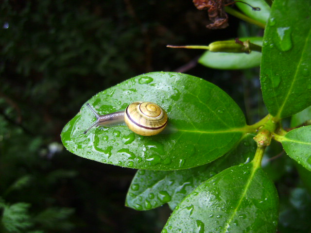 Schnecke