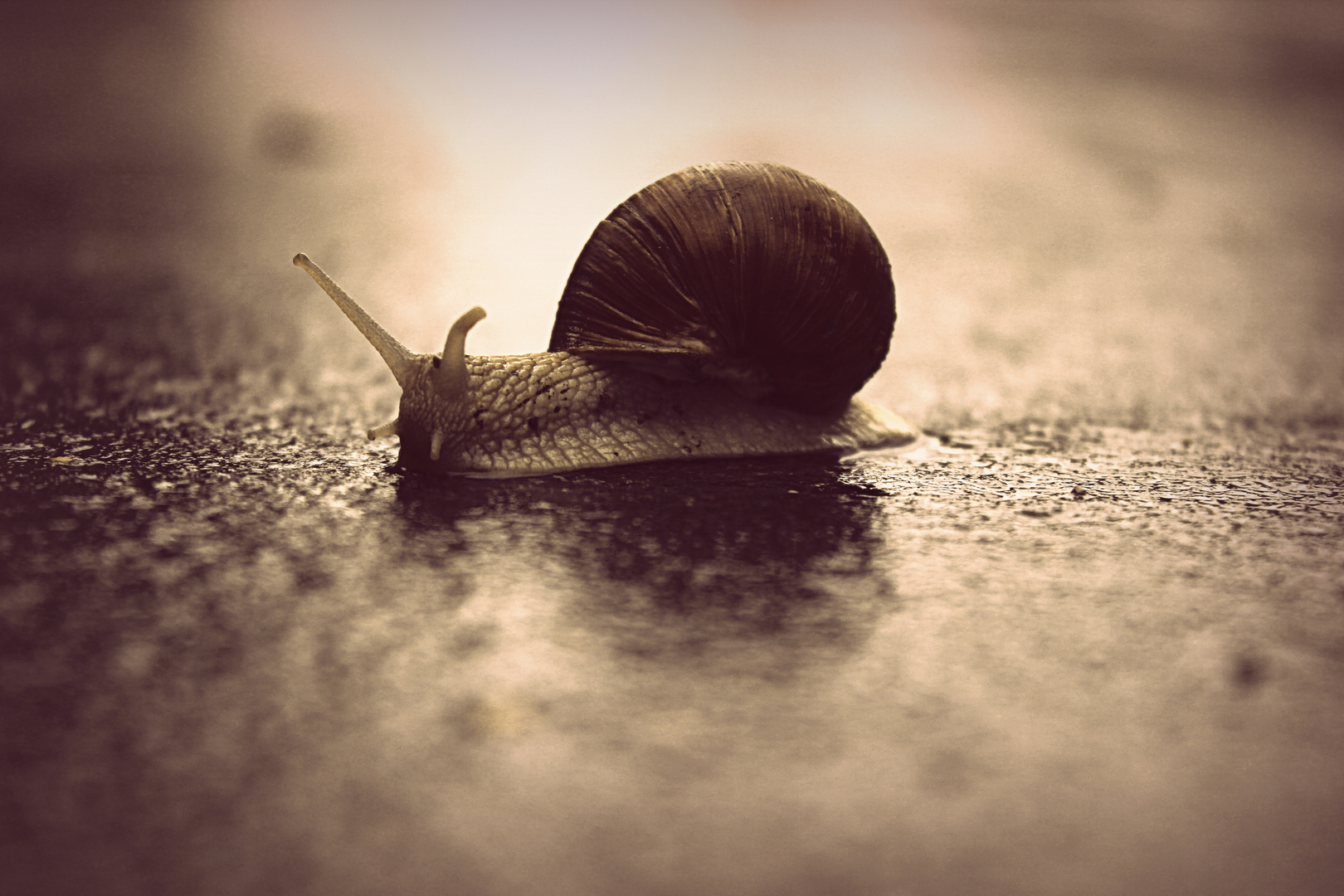 Schnecke :)