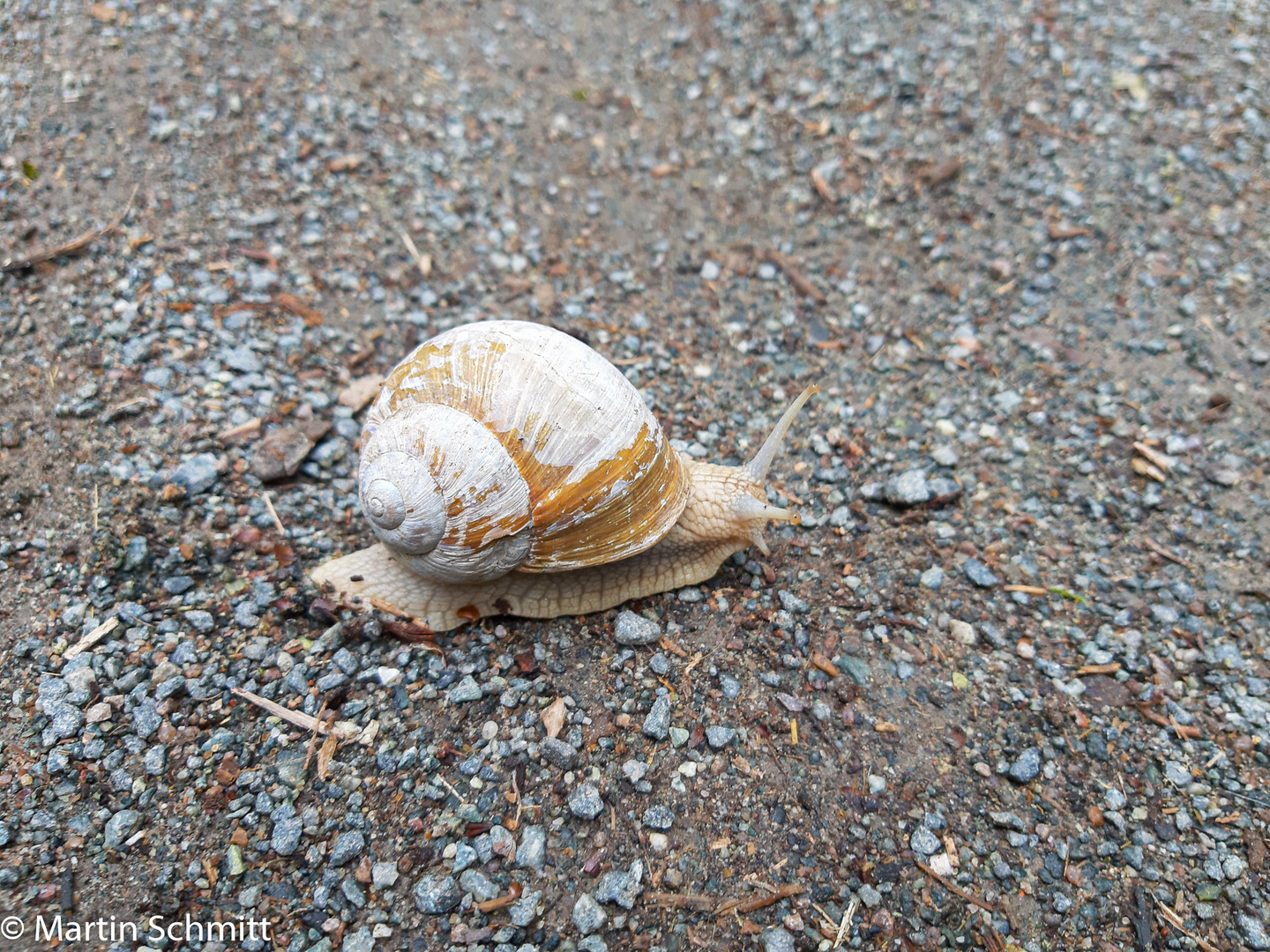 Schnecke