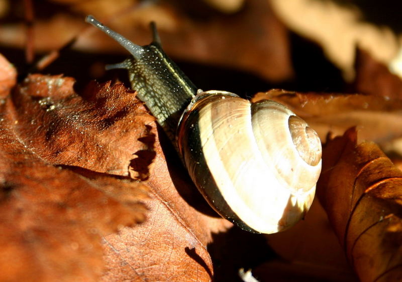 Schnecke