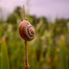 Schnecke