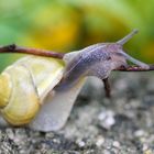 Schnecke