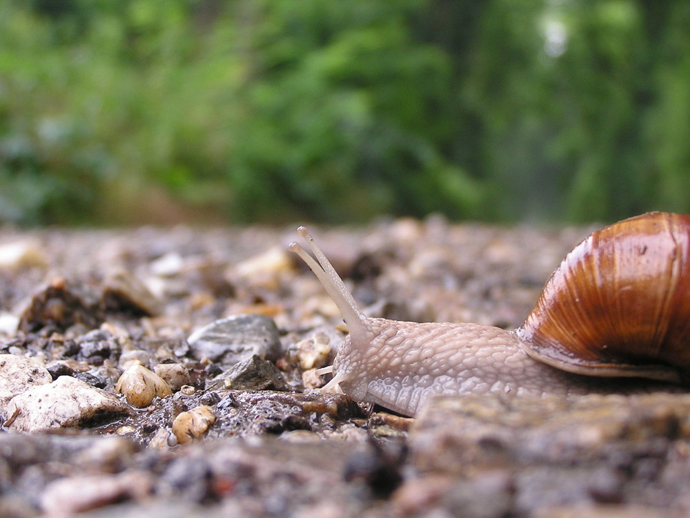 Schnecke...