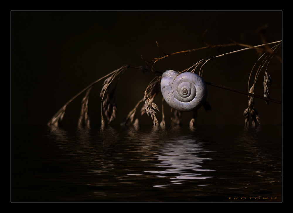 Schnecke.