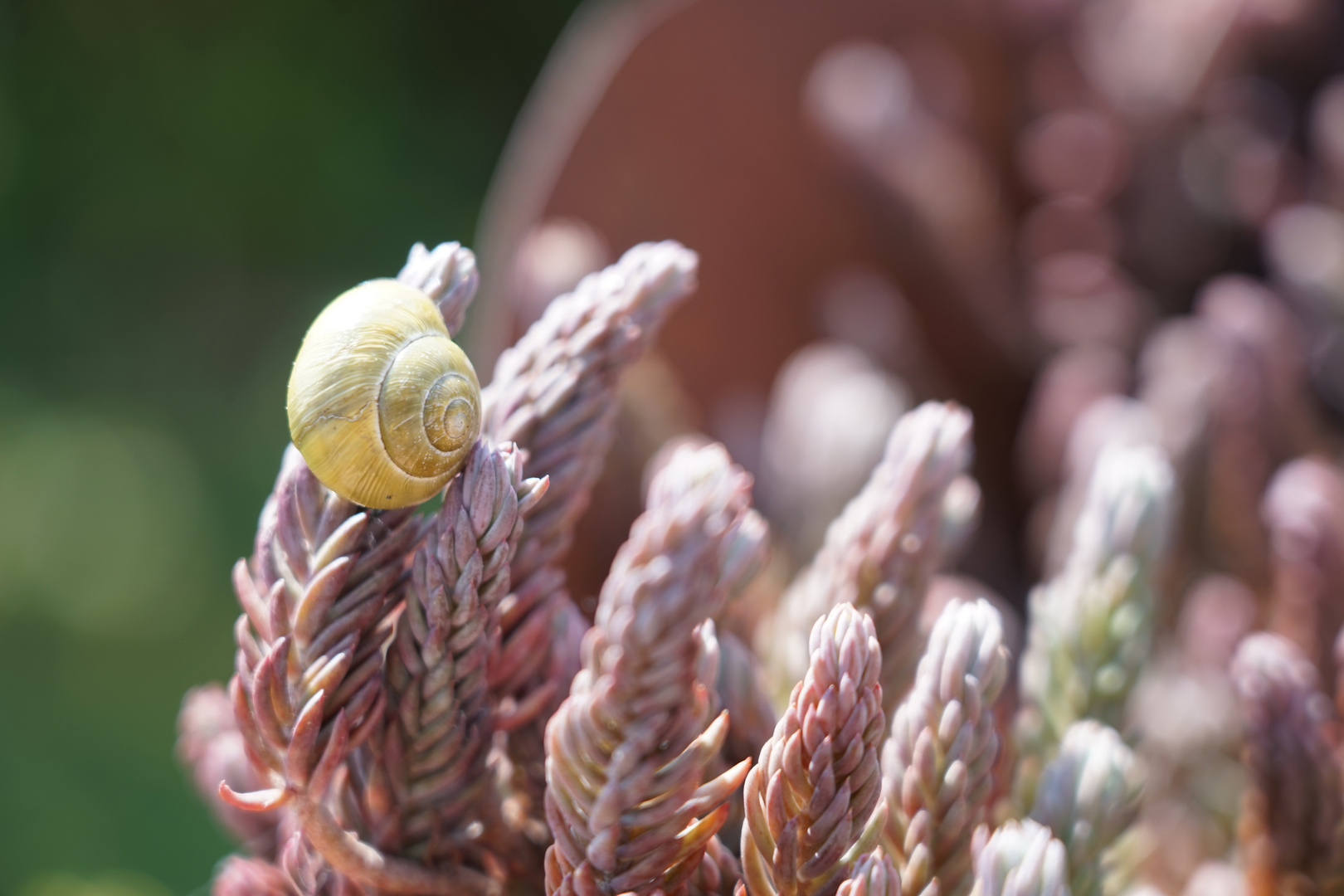 Schnecke