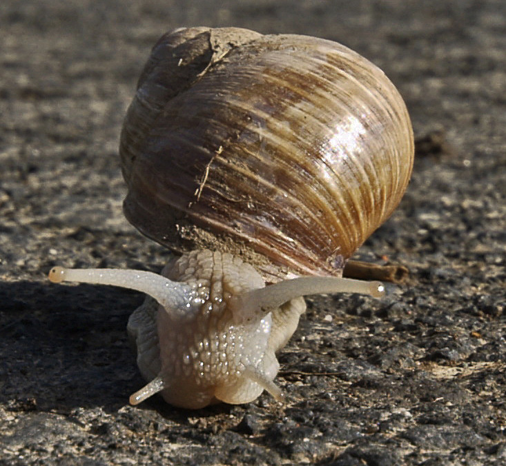 Schnecke