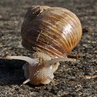 Schnecke