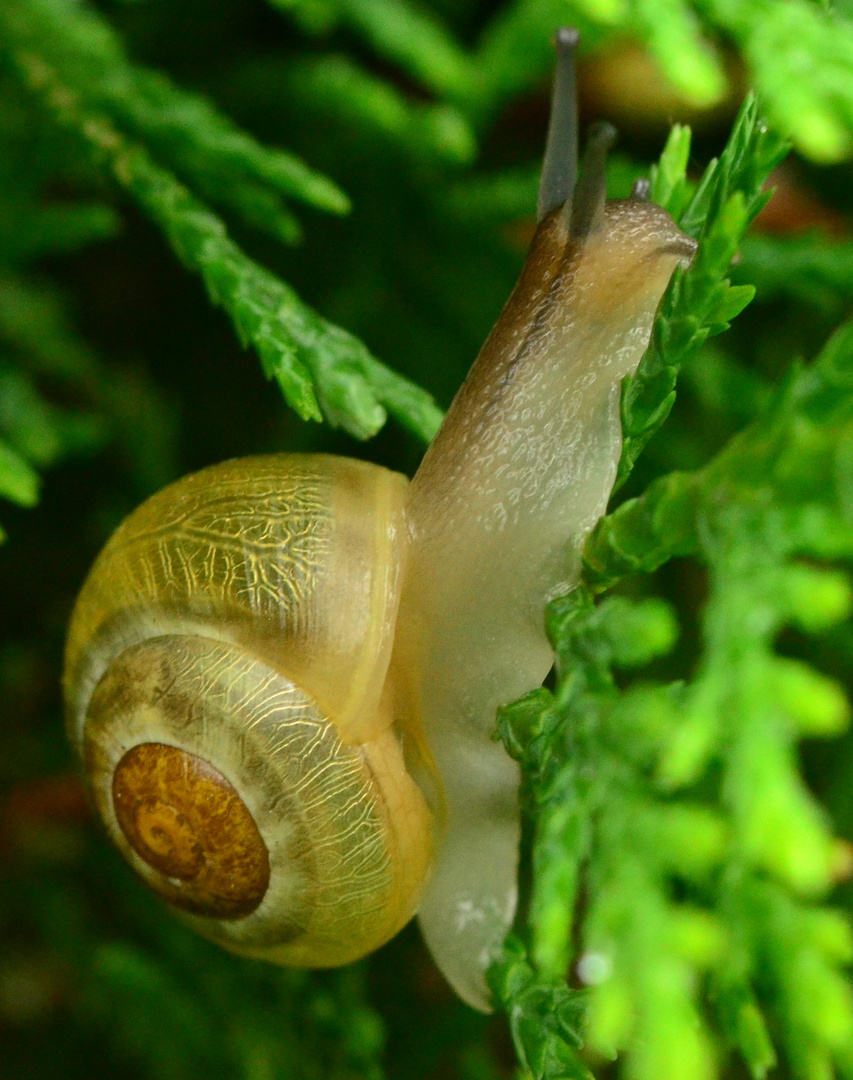 Schnecke