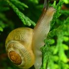 Schnecke