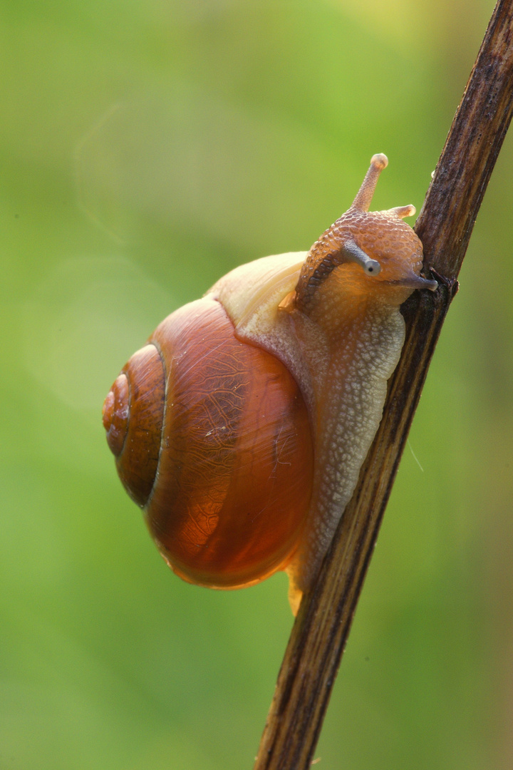 Schnecke