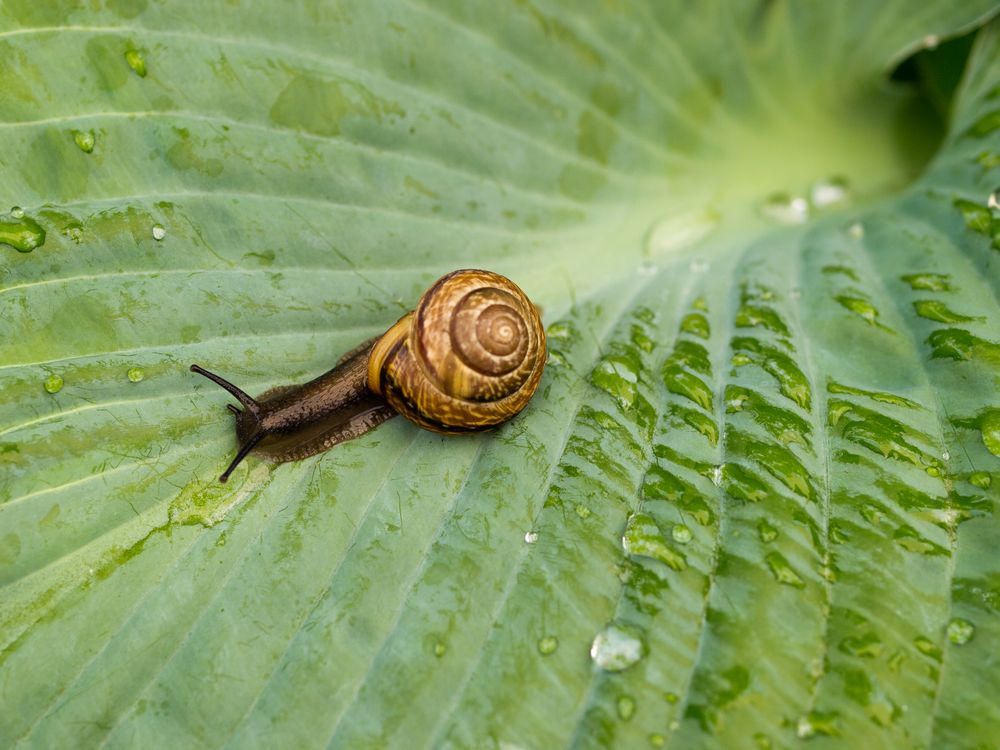 Schnecke by Maiernic 