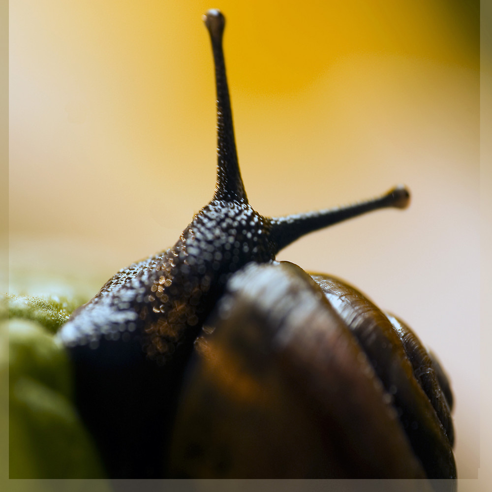 schnecke