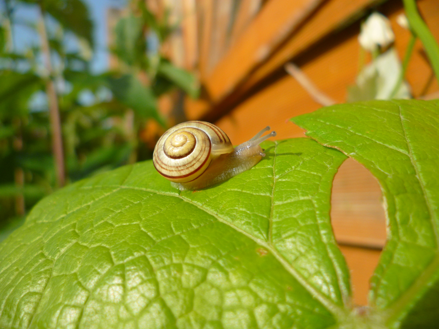 Schnecke