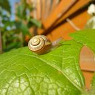 Schnecke