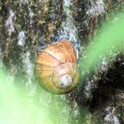 Schnecke