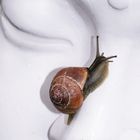  Schnecke