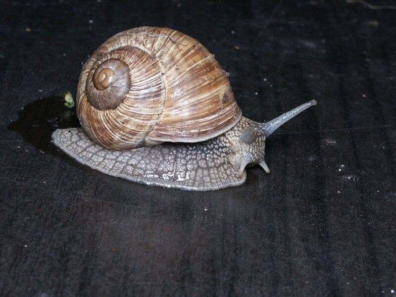 Schnecke