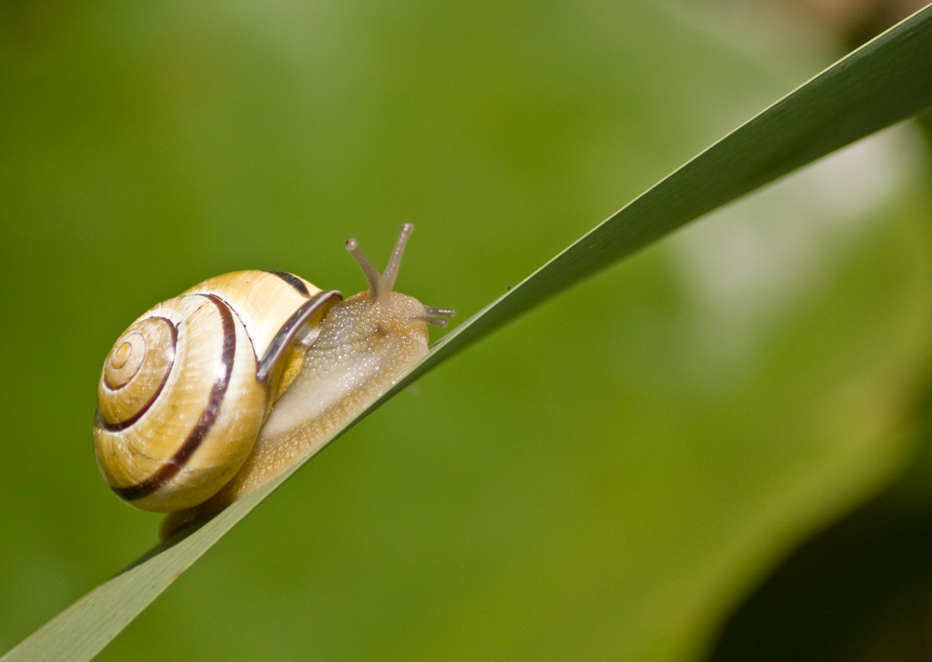 Schnecke