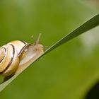 Schnecke