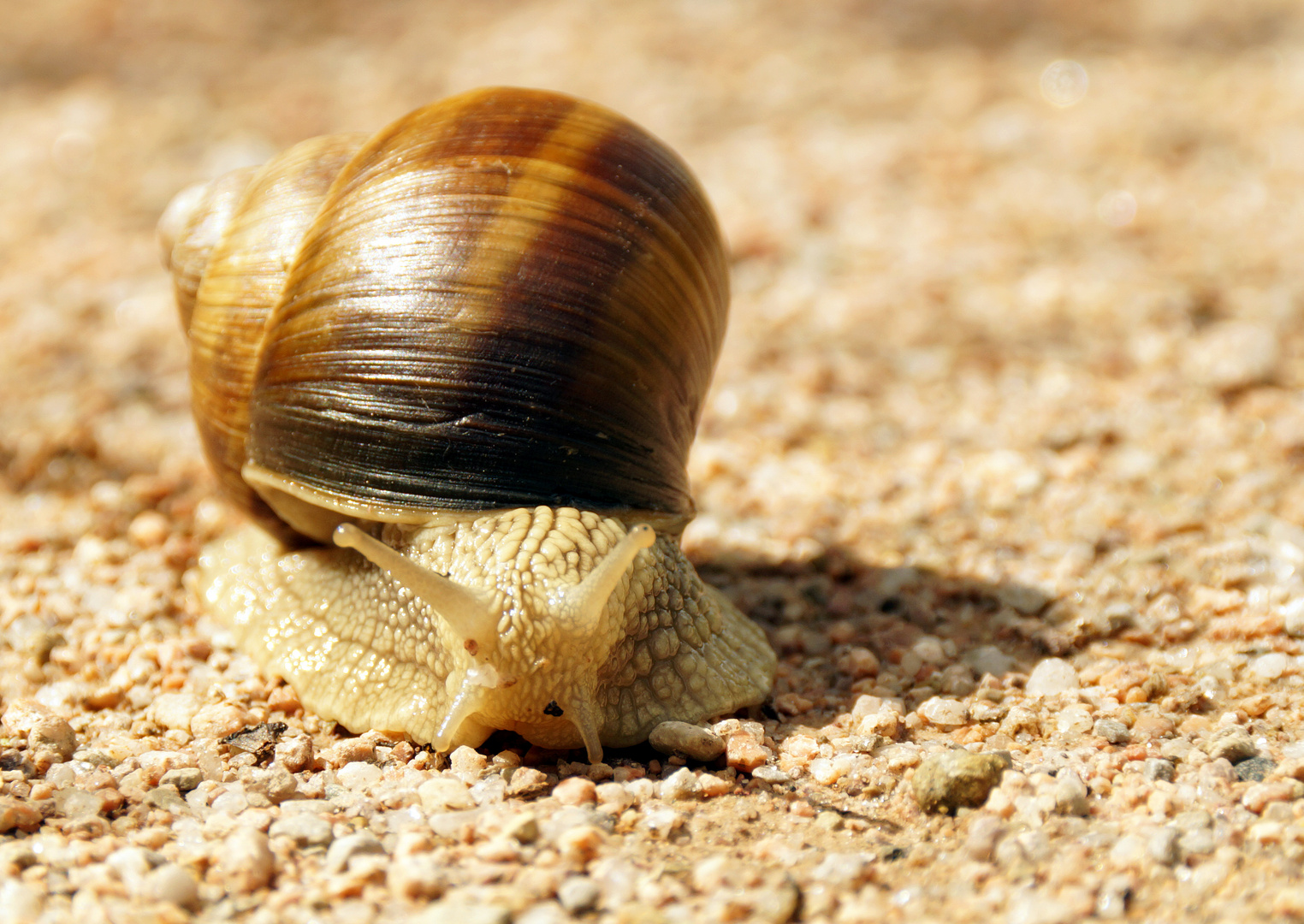 Schnecke