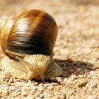 Schnecke