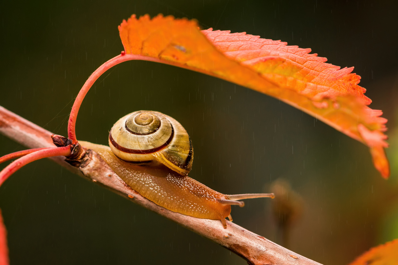 Schnecke