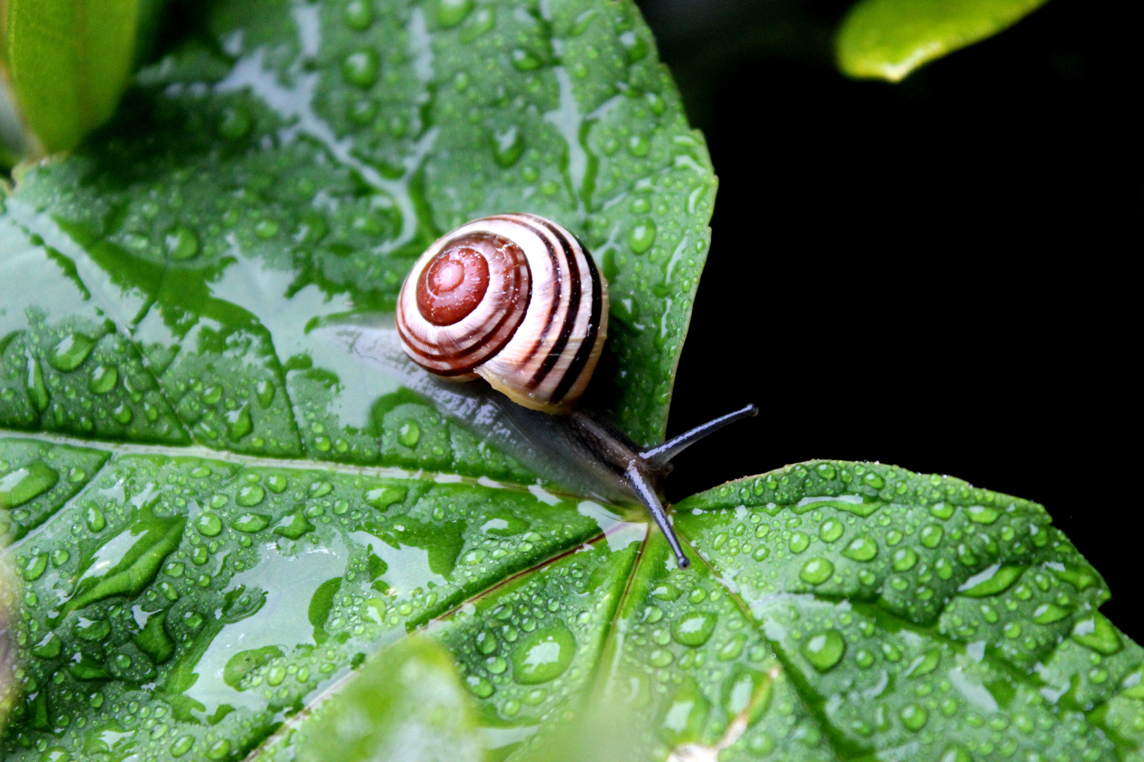 Schnecke