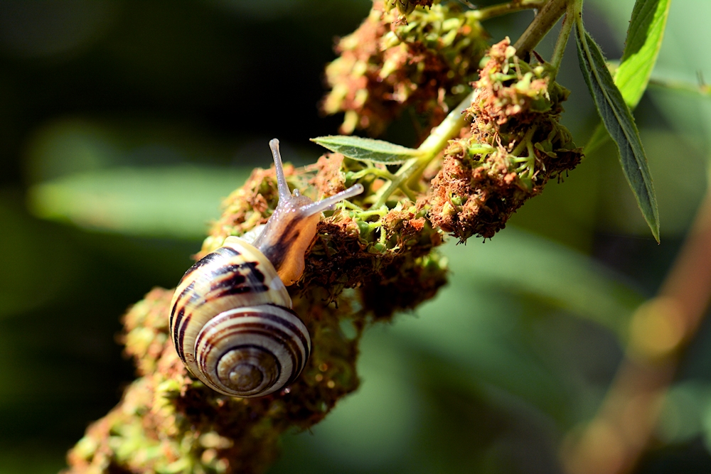 schnecke