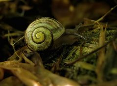 Schnecke 5