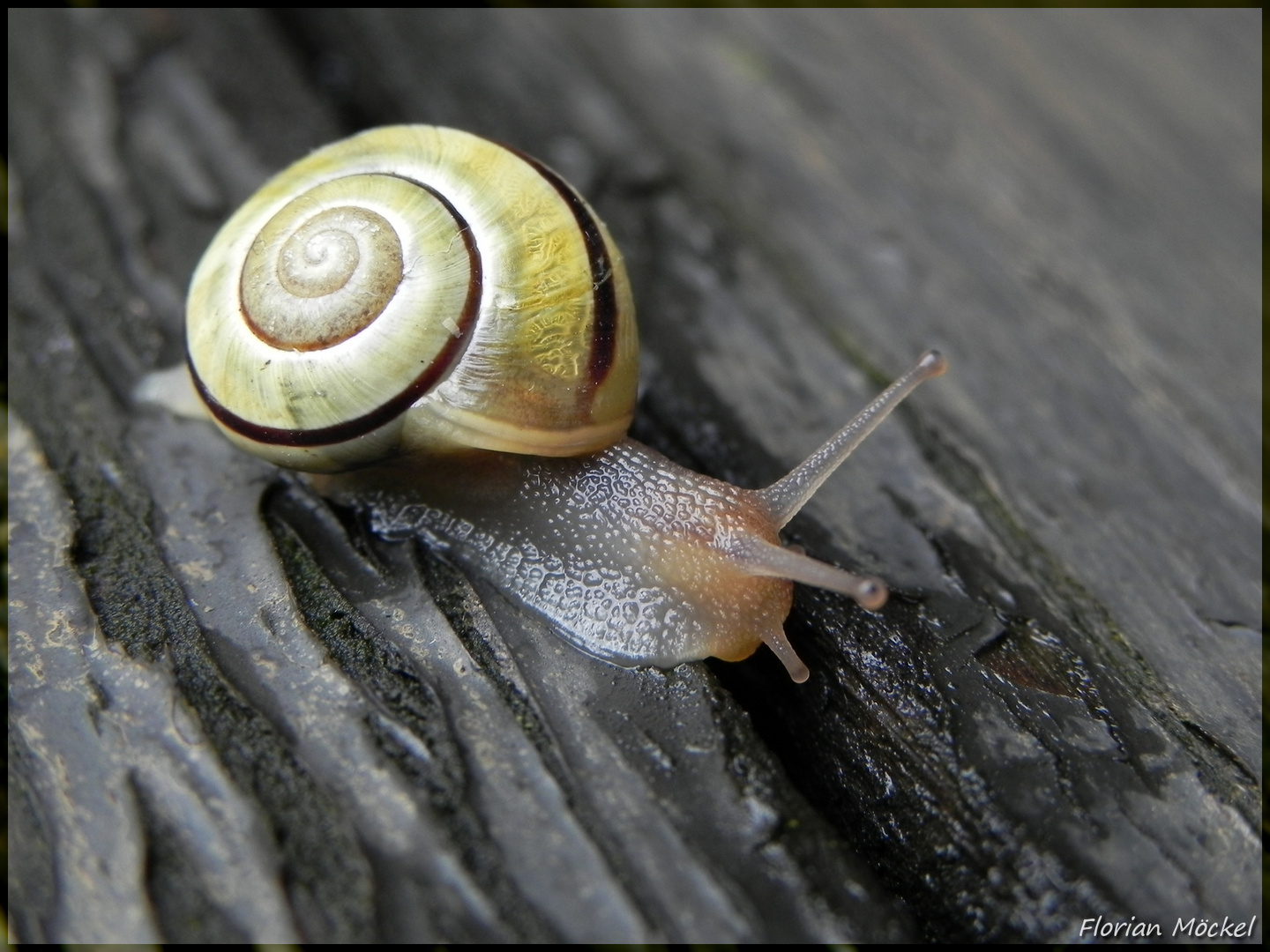 Schnecke