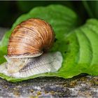 Schnecke