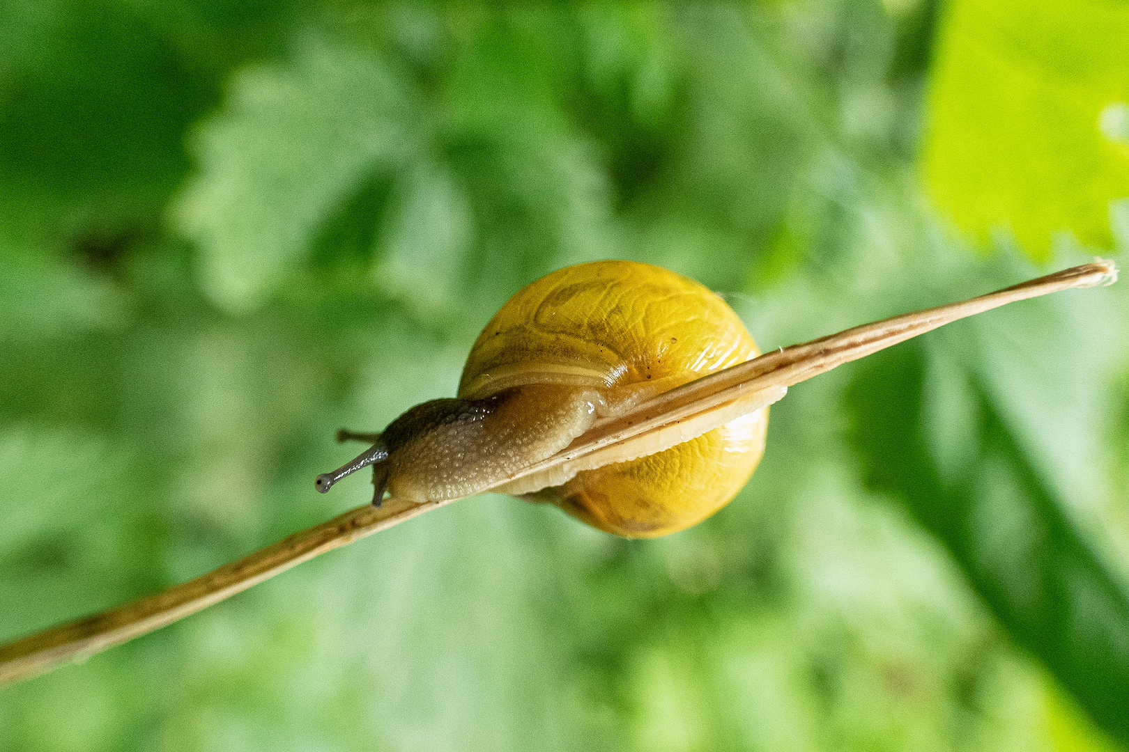 Schnecke