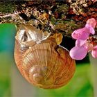 Schnecke