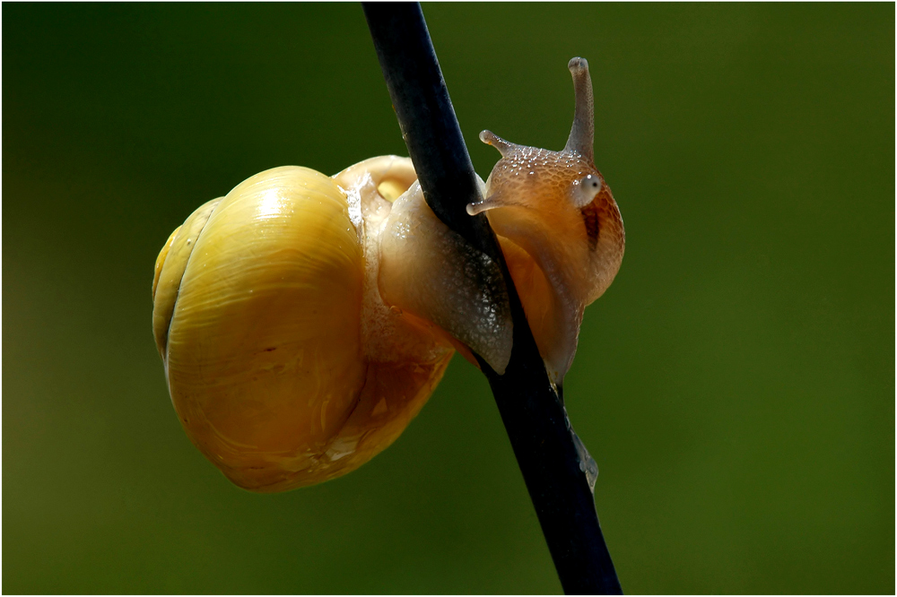 Schnecke