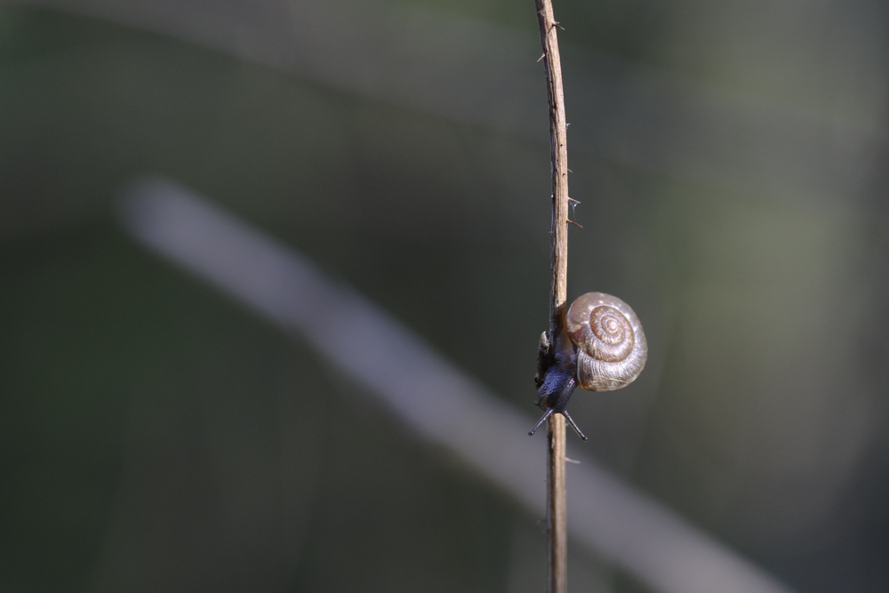 Schnecke