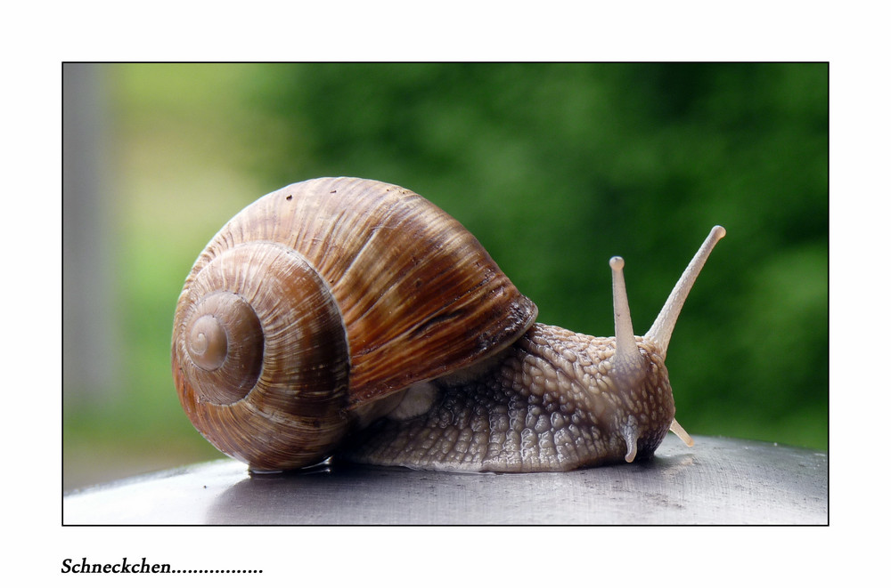 Schnecke