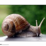 Schnecke