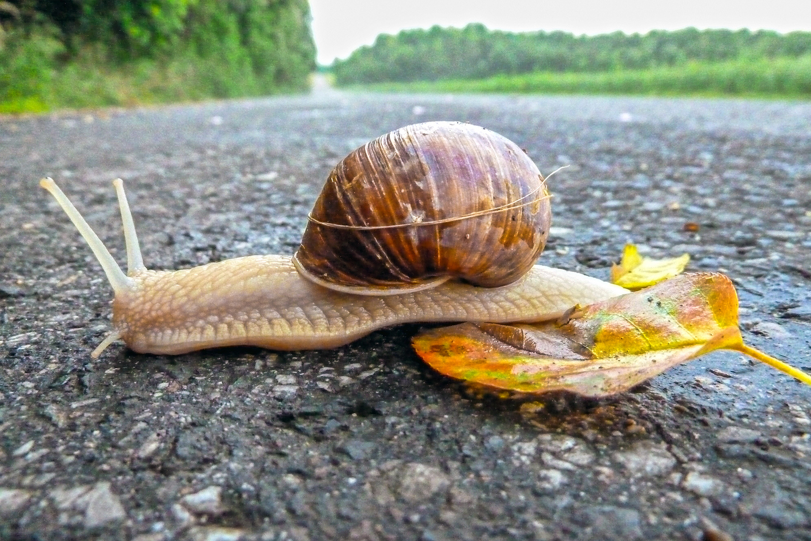 Schnecke Foto & Bild | tiere, wildlife, jahreszeiten Bilder auf