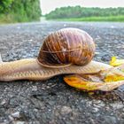 Schnecke