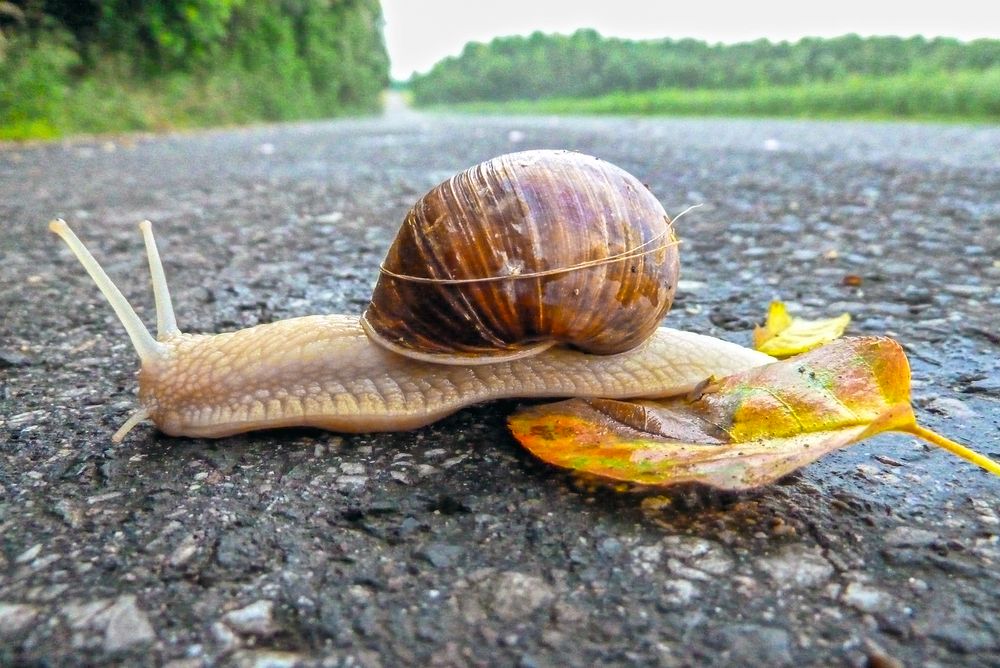 Schnecke Foto & Bild | tiere, wildlife, jahreszeiten Bilder auf