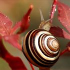 Schnecke