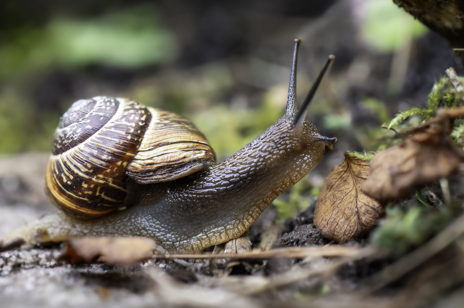 Schnecke