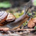 Schnecke