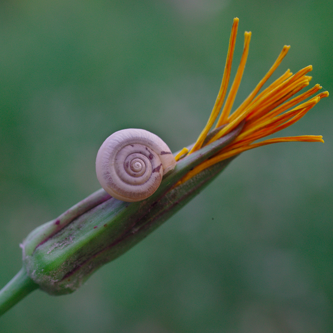 Schnecke